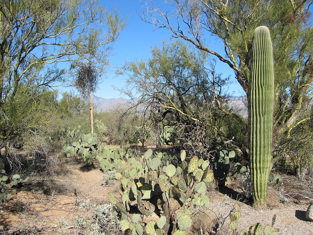 120 Saguaro National Park.jpg